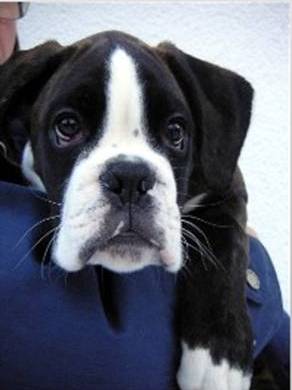 Fawn colored boxer puppy with black face and white markings